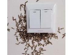 白蚁有什么传播方法