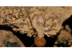 如何有效控制白蚁繁殖