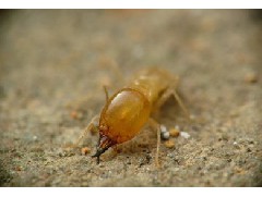 江门白蚁预防工程教你查找白蚁的方法
