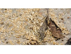 江门白蚁预防工程告诉你白蚁容易在哪些季节