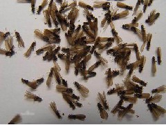 江门白蚁预防工程如何防治白蚁？