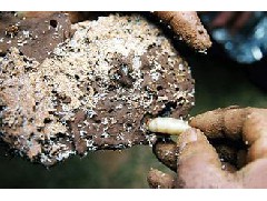 江门白蚁预防工程告诉你白蚁有哪些防治方法